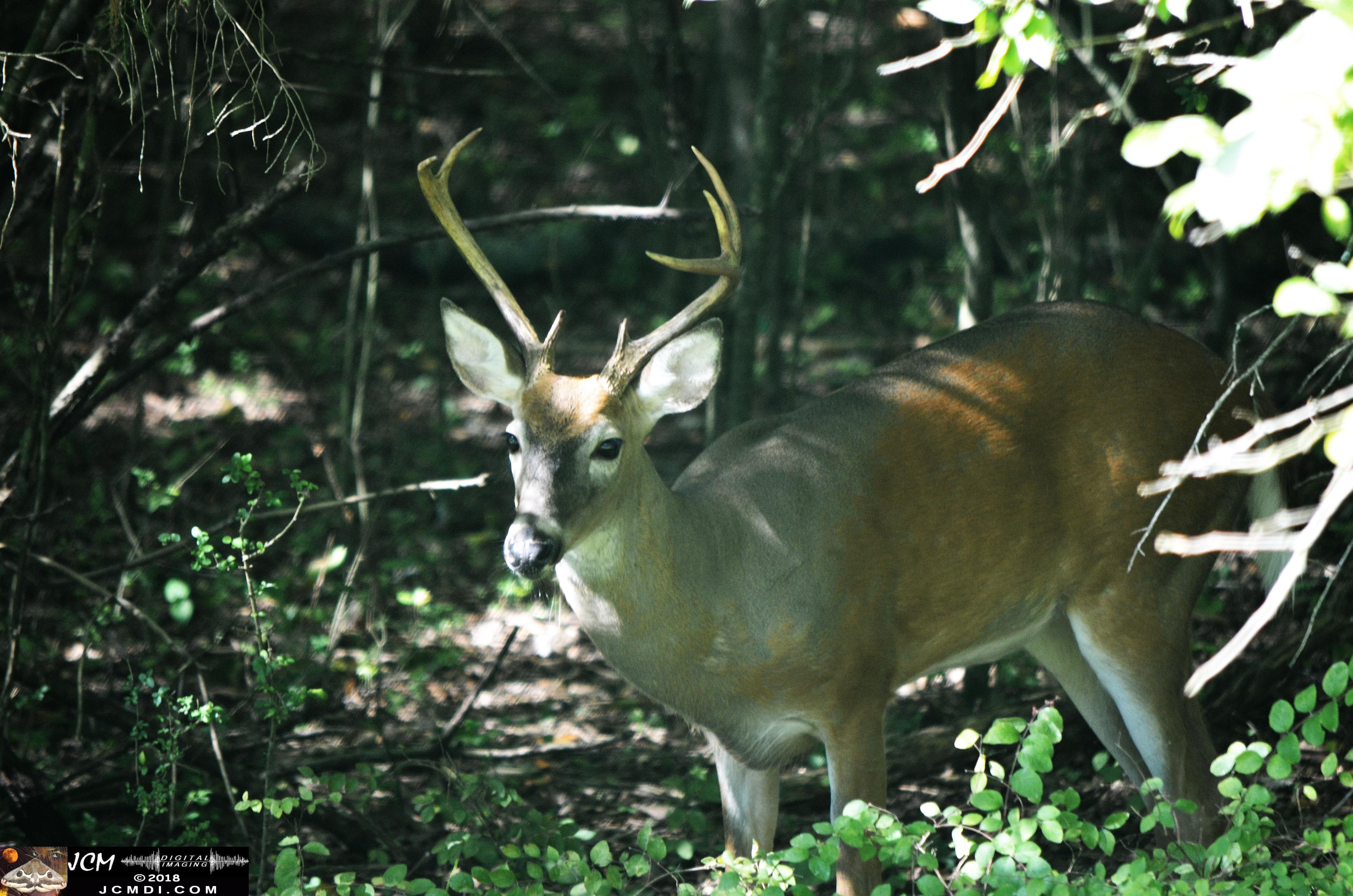 A Buck in the Woods at Old Hickory Lake TN